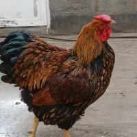 مرغ وخروس گلین اصل وویاندوت