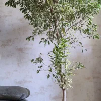 بنجامین ابلق|گل و گیاه طبیعی|شیراز, عفیف‌آباد|دیوار