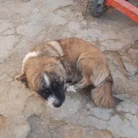 سگ پاکوتاه|سگ|بهار, |دیوار