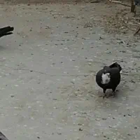 کبوتر کرواتی سیاه ماده