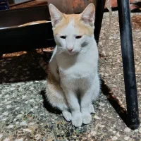 گربه خانگی پیدا شده