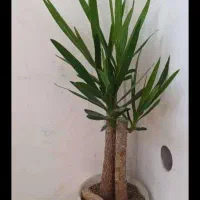 گلدان پلاستیکی با گل قدمت ۵ ساله