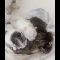 گربه مادر به همراه ۵ توله اش واگذار میشود|گربه|گنبد کاووس, |دیوار