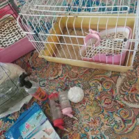 قفس خرگوش وخوکچه|لوازم جانبی حیوانات|فردیس, سرحد آباد|دیوار