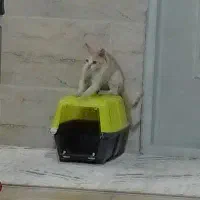 گربه