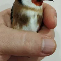 سهره رخ اروپایی طوق طلا گردن کلفت|پرنده|چالدران, |دیوار