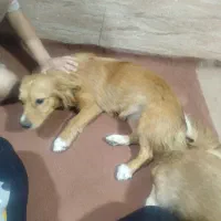 واگذاری سگ خارجی