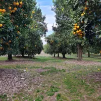 فروش پرتقال خونی|خوردنی و آشامیدنی|هچیرود, |دیوار