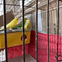 مرغ عشق دوجفت +یه بچه+تخم|پرنده|شیراز, شهرک مهرگان|دیوار