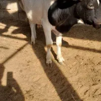 ۱۱ .راس .گوساله.نر|حیوانات مزرعه|شیراز, درکی|دیوار