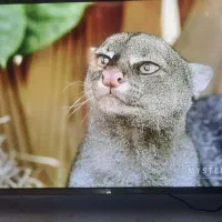ال ای دی 50 اینچ لایف هوشمند 8k