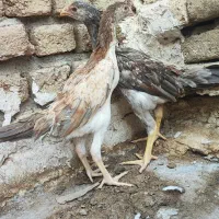 جوجه اوشامو