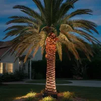 نخل تزیینی اصیل نهالستان سعیدی