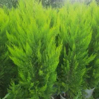 کاج لاوسون طلایی و یاس هلندی و شمشاد طلایی گلدونی