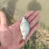 بچه ماهی کپور طلایی،آمور،قزل الا|ماهی|تهران, دانشگاه شریف|دیوار