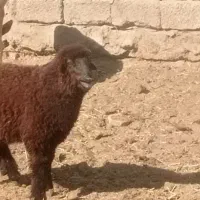 بره ماده