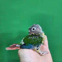 گرینچیک یلوساید سرلاکی