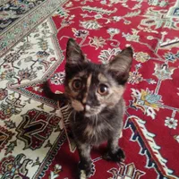 گربه|حیوانات|لواسان, |دیوار