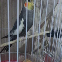 عروس هلندی|پرنده|گرگان, |دیوار