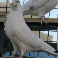 فروش ی بوم کفتر کاشانی تهرانی