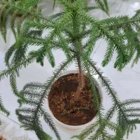 گل طبیعی|گل و گیاه طبیعی|تربت جام, والفجر|دیوار