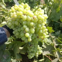 نهال انگور