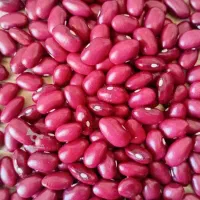 فروش لوبیا قرمز