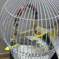 عروس هلندی باقفس