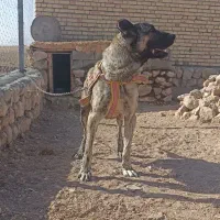 واگذاری سگ نژاد دار سراب|سگ|بجنورد, |دیوار