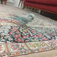 طوطی راهب و گرینچیک|پرنده|رباطکریم, رباطکریم|دیوار