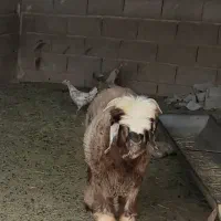 بره ماده نظری و کیلویی