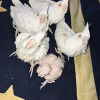 عروس هلندی