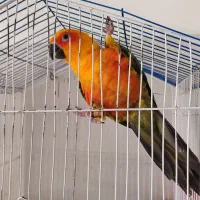 طوطی خورشیدی دستی وبازیگوش