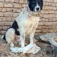 سگ گله دهن پاک به ضمانت  با گوسفندا معاویه دارم