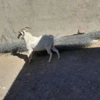 نربز سانن اصل|حیوانات مزرعه|بجستان, |دیوار