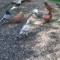 ۱۰ تا کفتر نروماده