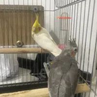 عروس هلندی نر مولد|پرنده|تهران, ائمه اطهار|دیوار