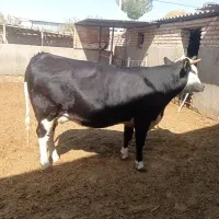 گوساله گاو تلیسه