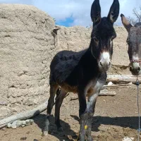 خر نر فروشی