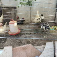 اردک نر و مرغ تخمگذار