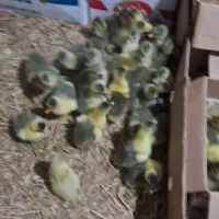 جوجه‌غاز‌پر‌مرغی‌با‌قیمت مناسب