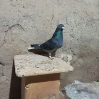 کبوتر باخت رفته