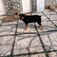 سگ روتوایلر