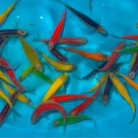 ماهی زبرا ترکیب رنگی درشت مولد|ماهی|مشهد, کلاهدوز|دیوار