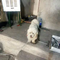 سگ پا کوتاه