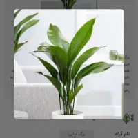اجاره اداری ۱۰۰ متری در شیخ مفید