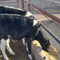 ۷عدد گوساله  ماده از شیر گرفته