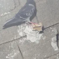 کبوتر پلاکی|پرنده|برازجان, |دیوار