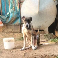 ماده خراسانی اصیل 16 ماهه شجره دار|سگ|خان ببین, |دیوار