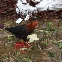 مرغ و خروس محلی